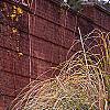 Cortaderia selloana 'Gold Band', habit