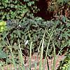 Cymbopogon citratus, habit