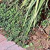 Cymbopogon citratus, habit