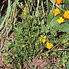 Cymbopogon citratus, habit