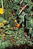 Cymbopogon citratus, habit