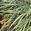 Cymbopogon citratus, habit