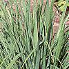 Cymbopogon citratus, habit