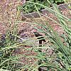 Cymbopogon citratus, habit