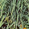 Cymbopogon citratus, habit