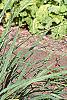 Cymbopogon citratus, habit