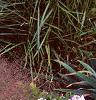 Eragrostis spectabilis, habit