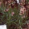 Eragrostis spectabilis, habit