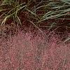 Eragrostis spectabilis, habit