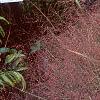 Eragrostis spectabilis, habit