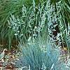 Festuca glauca 'Meerblau', habit