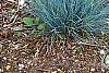 Festuca glauca 'Meerblau', habit