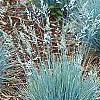 Festuca glauca 'Meerblau', habit