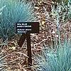 Festuca glauca 'Meerblau', habit