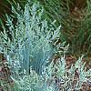 Festuca glauca 'Meerblau', habit