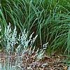 Festuca glauca 'Meerblau', habit
