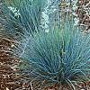 Festuca glauca 'Meerblau', habit