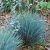 Festuca glauca 'Meerblau', habit