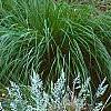 Festuca glauca 'Meerblau', habit