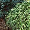 Hakonechloa macra 'Aureola', habit