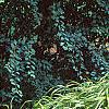 Hakonechloa macra 'Aureola', habit