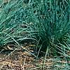 Helictotrichon sempervirens, habit