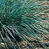 Helictotrichon sempervirens, habit