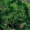 Helictotrichon sempervirens, habit