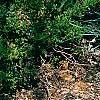 Helictotrichon sempervirens, habit