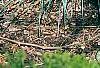 Helictotrichon sempervirens, habit