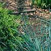 Helictotrichon sempervirens, habit