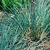Helictotrichon sempervirens, habit