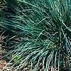 Helictotrichon sempervirens, habit