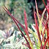 Imperata cylindrica 'Red Baron', habit