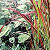 Imperata cylindrica 'Red Baron', habit