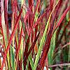 Imperata cylindrica 'Red Baron', habit
