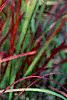 Imperata cylindrica 'Red Baron', habit
