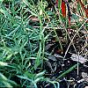Imperata cylindrica 'Red Baron', habit