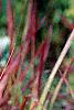 Imperata cylindrica 'Red Baron', habit