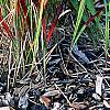 Imperata cylindrica 'Red Baron', habit