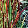 Imperata cylindrica 'Red Baron', habit