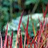 Imperata cylindrica 'Red Baron', habit