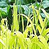 Milium effusum 'Aureum', habit