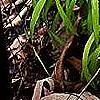 Milium effusum 'Aureum', habit