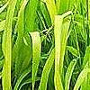 Milium effusum 'Aureum', habit
