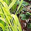 Milium effusum 'Aureum', habit