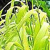 Milium effusum 'Aureum', habit