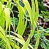 Milium effusum 'Aureum', habit