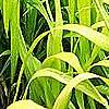 Milium effusum 'Aureum', habit