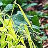 Milium effusum 'Aureum', habit